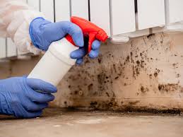 Trusted Chelsea Cove, NY Mold Removal & Remediation Experts